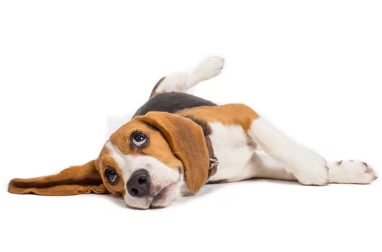 비글/출처:어도비스톡