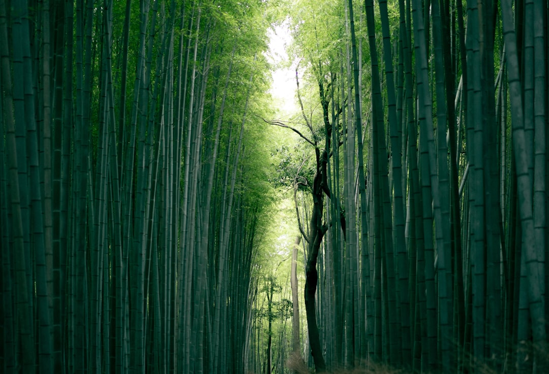 Bamboo shoot