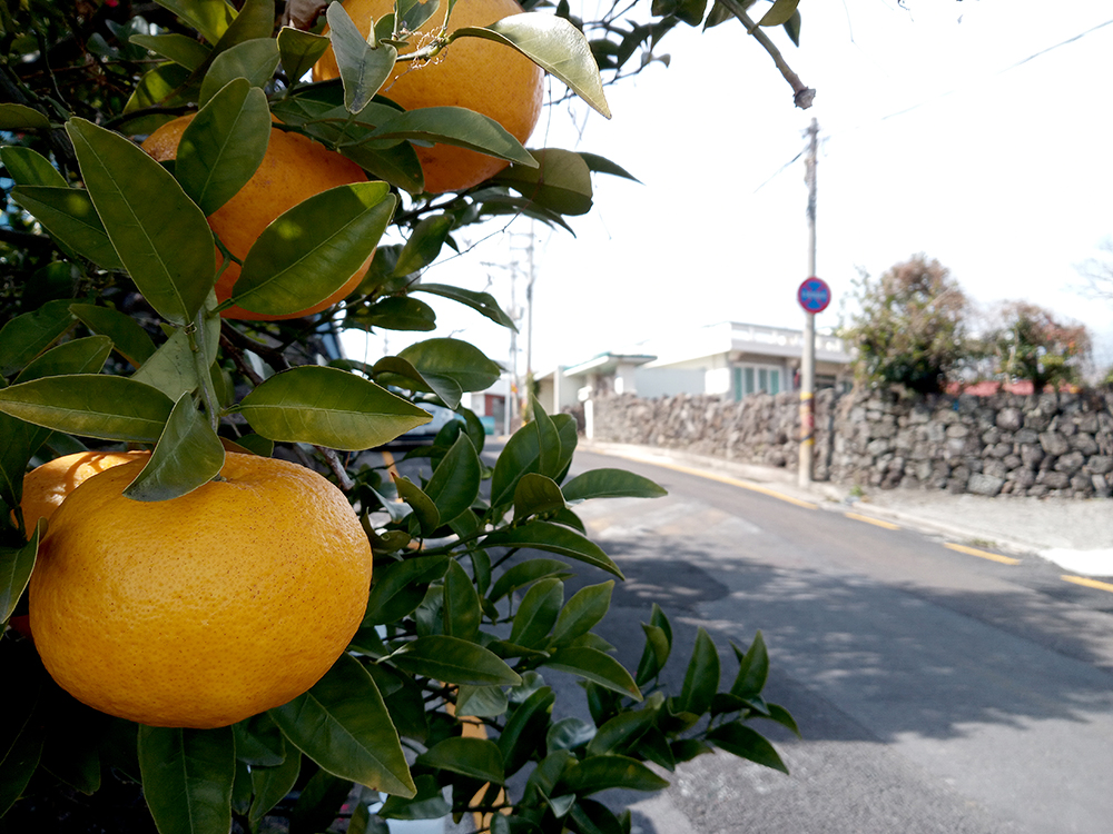올레7-1코스: 서호동 호근동