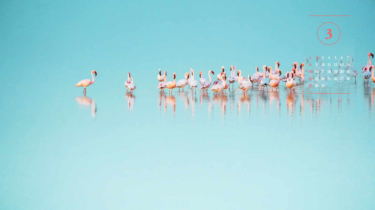 11 호수 위의 플라밍고 무리 A - 2026년3월 달력배경화면