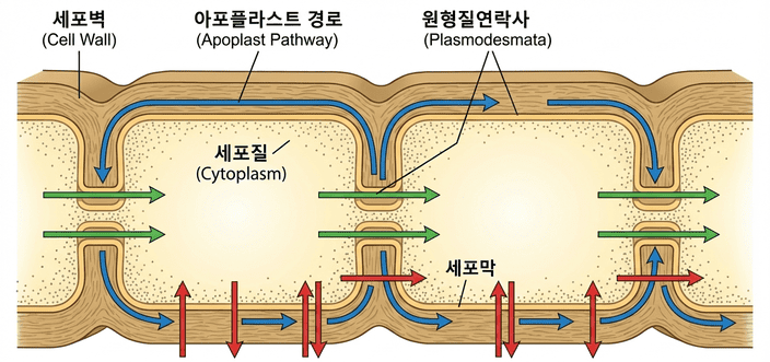 식물체 내 물과 용질의 수송 기작