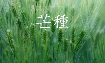 망종 절기 망종의 뜻 전통음식 매실청 담그기_10