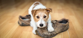강아지 분리불안/출처:어도비스톡