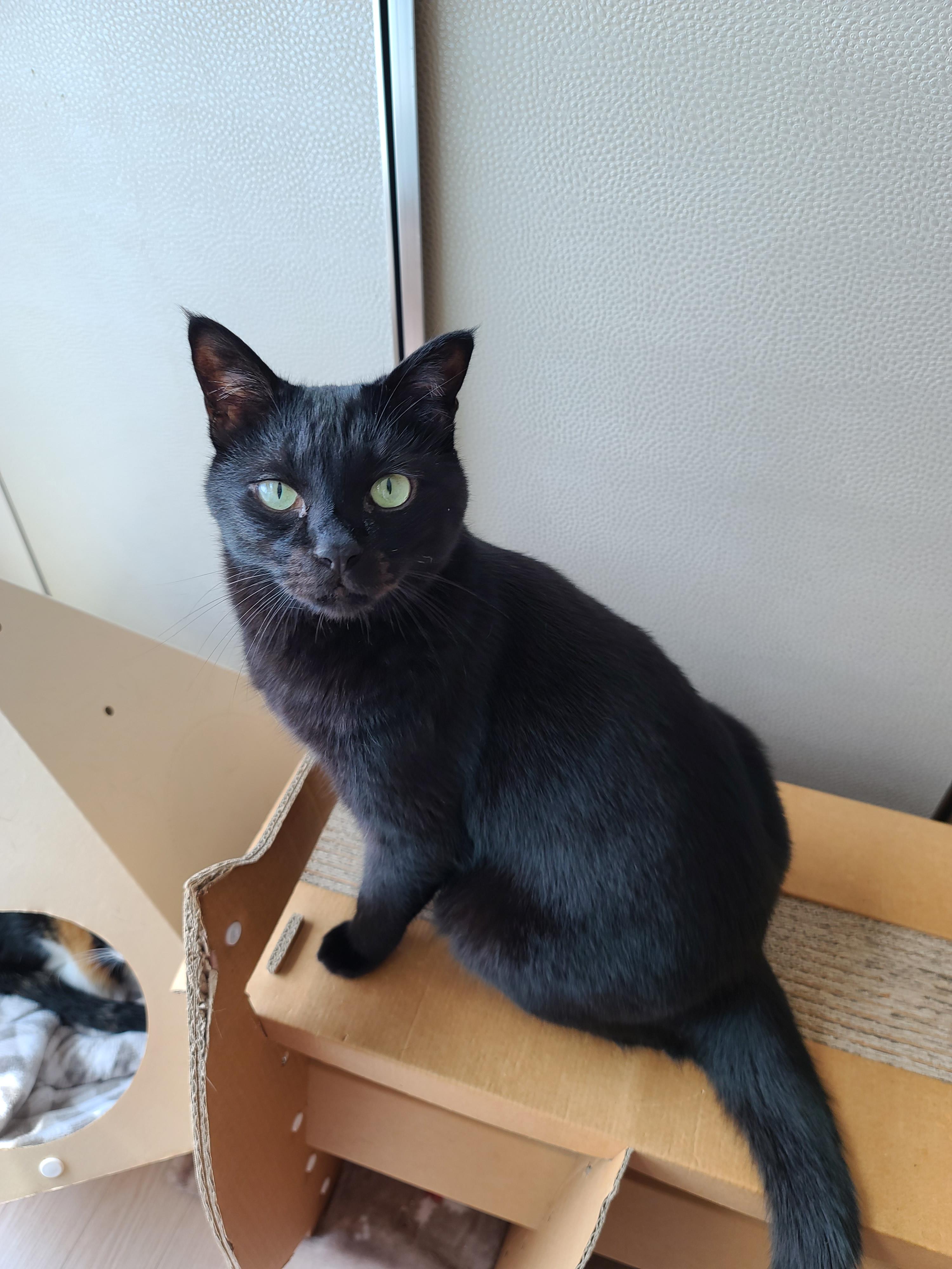 즐거운 추석! 우리 아홉냥이들 추석인사 받고 가세요~!