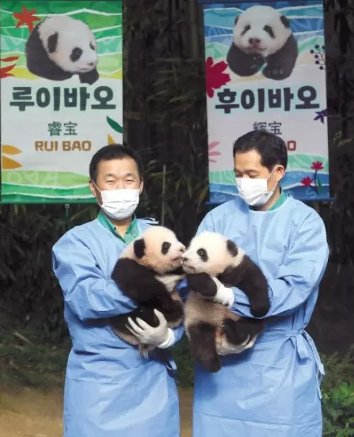 송바오와 강바오