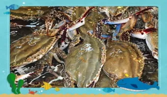 6월 꽃게 금어기 정확한 일정과 유통 제한 상세 정보 총정리_24