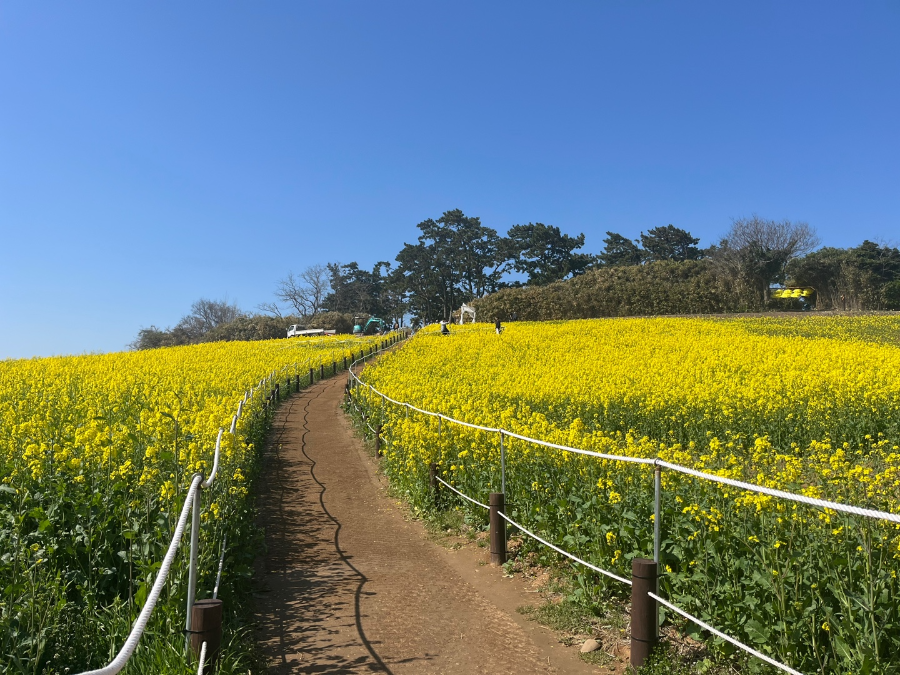 부안 수성당 유채꽃과 적벽강