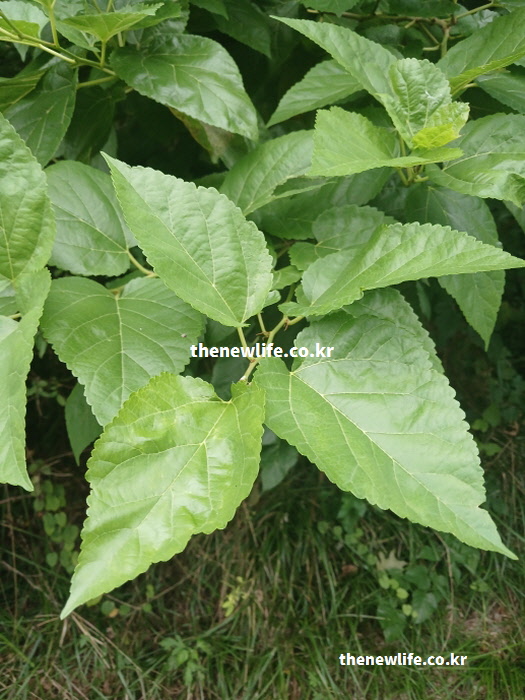 당뇨에 좋은 음식 뽕잎