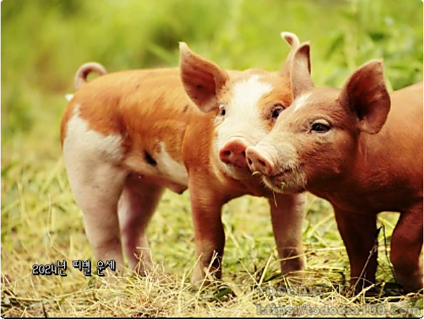 돼지띠 운세