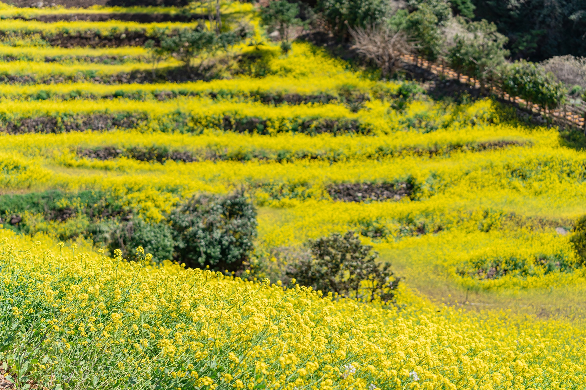 #JW가든 #JW메리어트제주 #댄싱두루미 #더플라잉호그 #아일랜드키친 #유채꽃 #제주사진 #제주여행 #제주유채꽃 #제주호텔