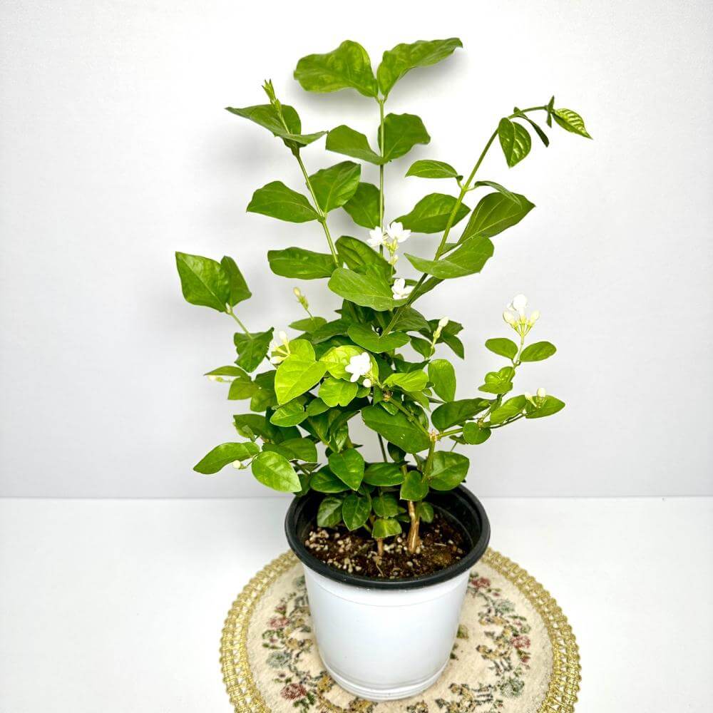 함박자스민 키우는법