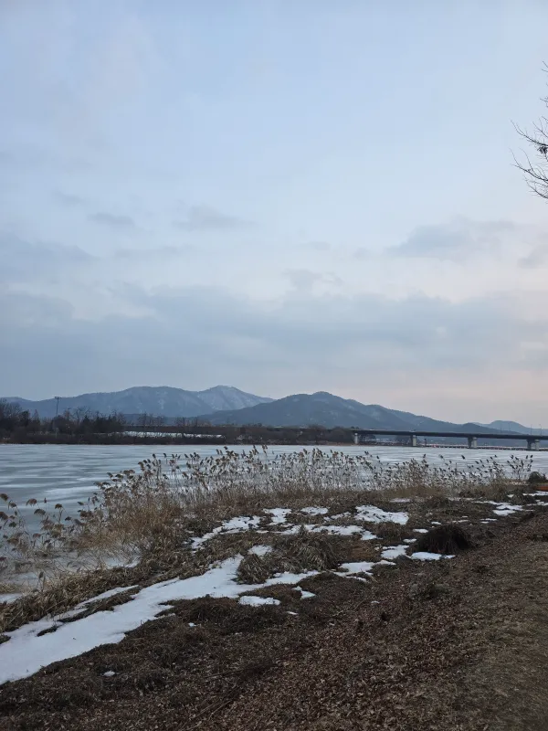 양수리-두물머리-갈대