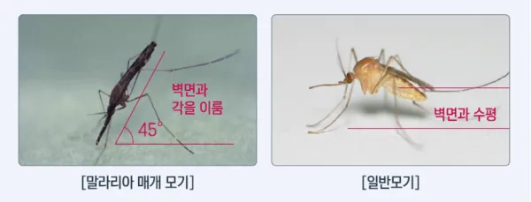 모기 물렸을 때 가려움증 없애는 법 효과적인 민간요법_2