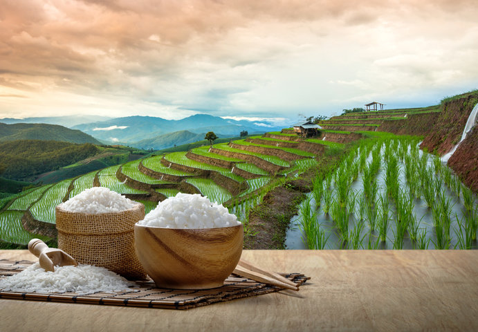 쌀 꿈 해몽 [ 쌀 씻는 꿈&amp;#44; 쌀 수확하는 꿈&amp;#44; 잡곡밥 먹는 꿈 등 ] 