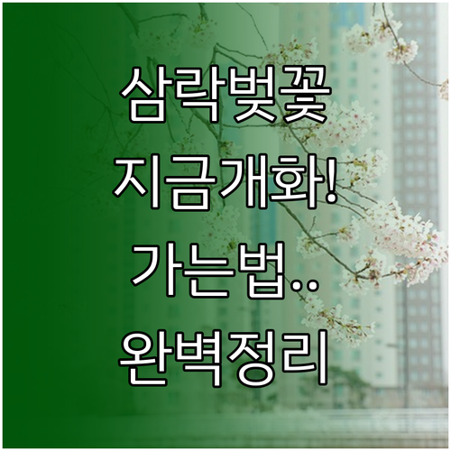 부산 삼락생태공원 벚꽃 실시간 개화 ..