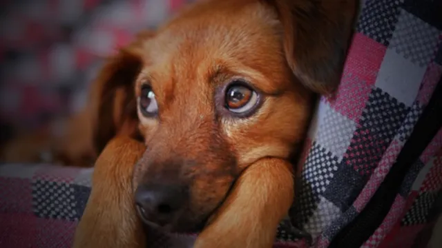 소형견 크기