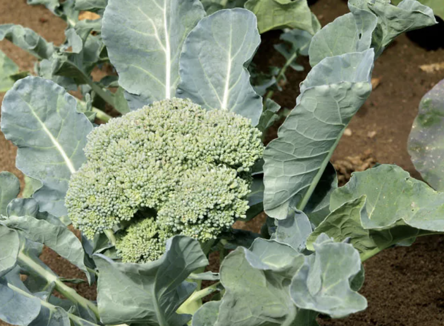 브로콜리 보관방법