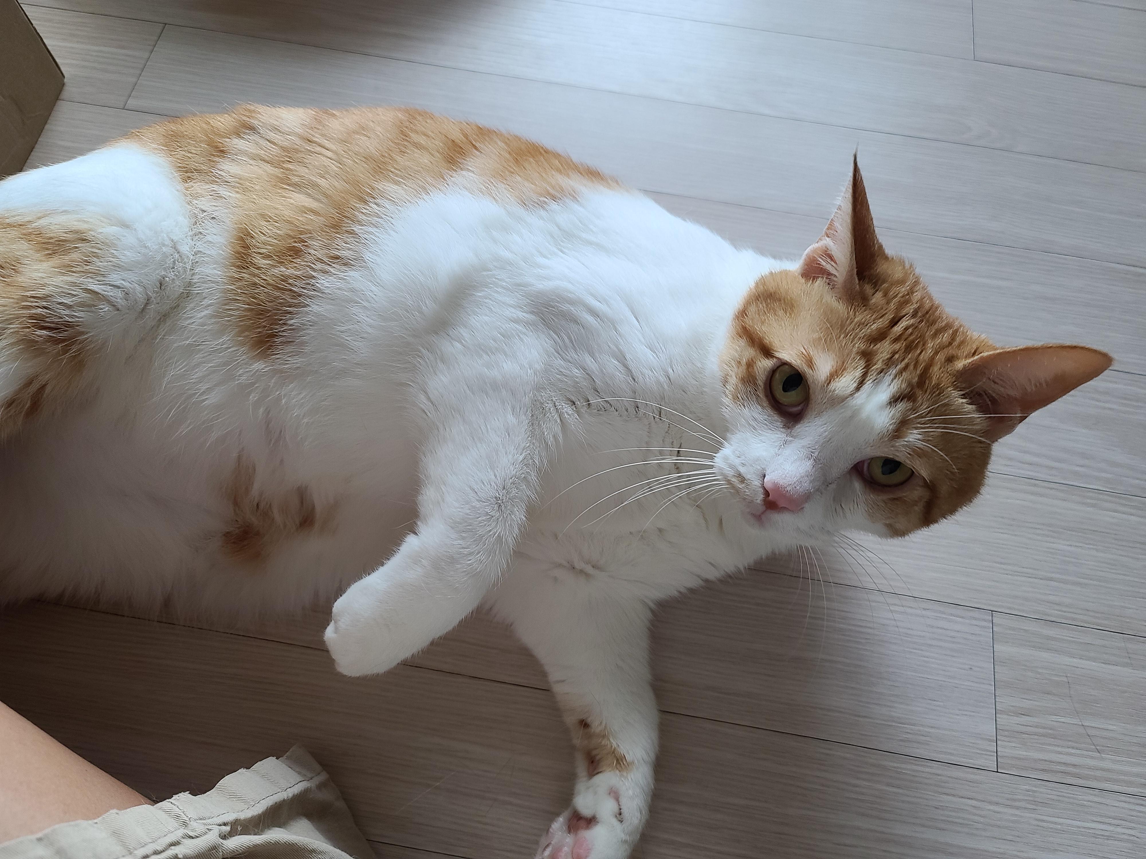 병원 다녀온 후 아픈 막둥이. 고양이+스트레스=아픔! 예민한 고양이.