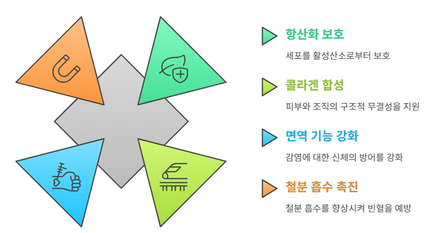비타민C 효능