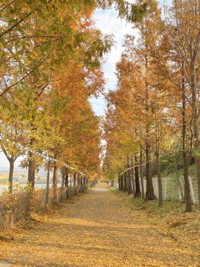 삼천만송이 국화5