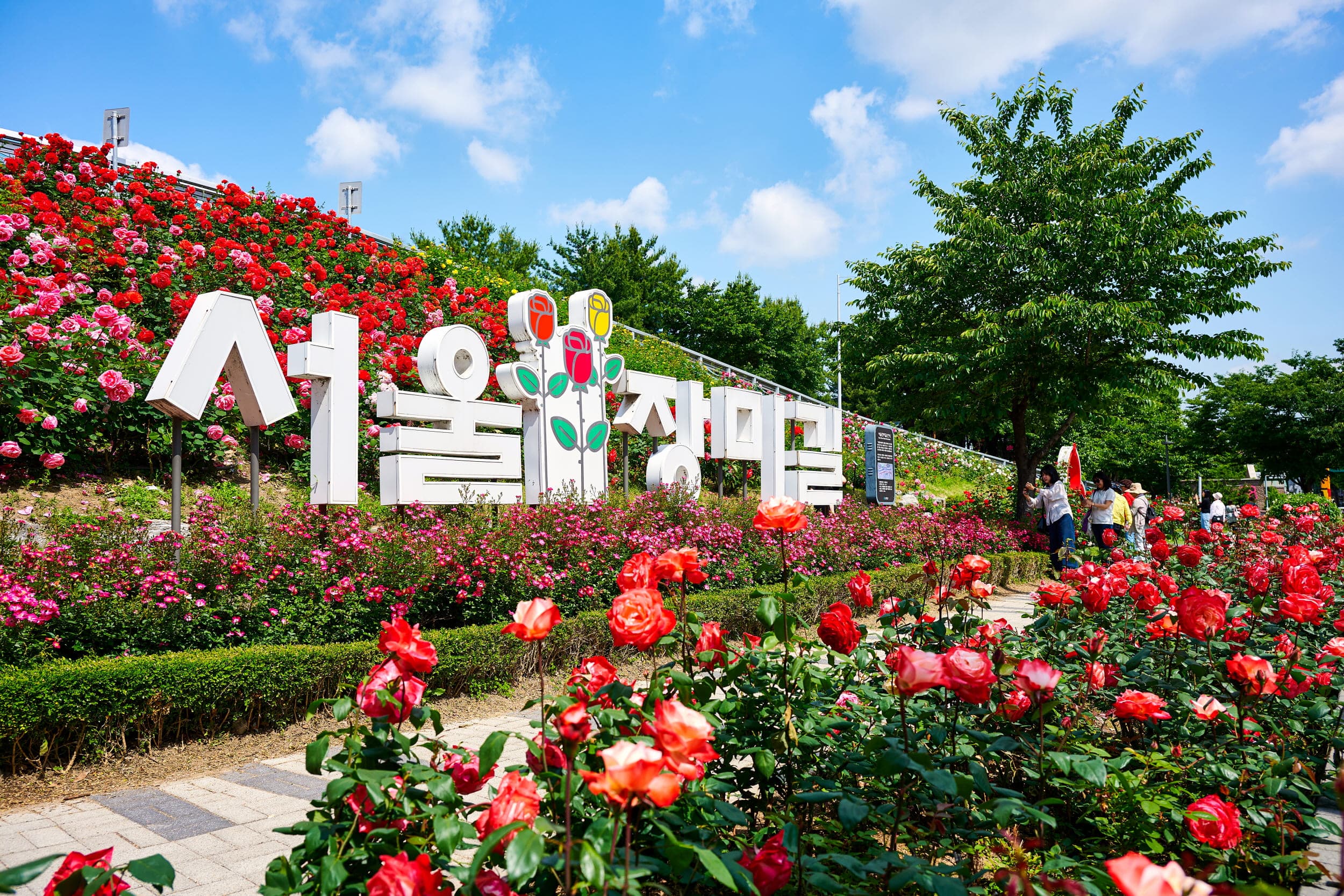 [5월 축제]2025 중랑 서울장미축제❘기간, 일정 및 프로그램, 공연 상세 시간표 정리