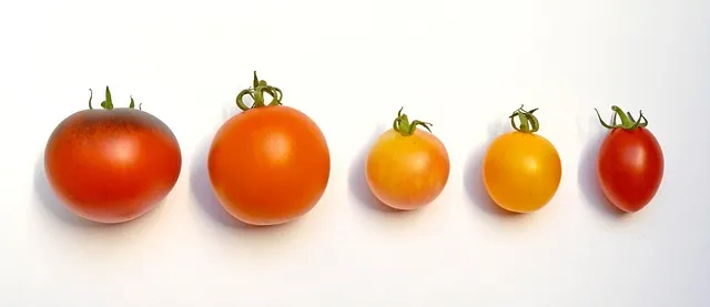 토마토 재배 지지대 설치 적심 유인 관리_8
