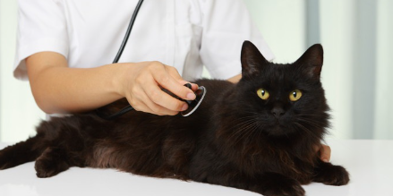 수의사와 검은 고양이.