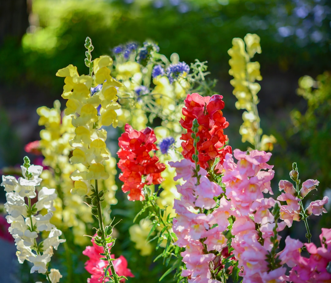 Snapdragon
