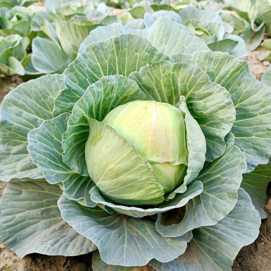 양배추 심는 시기와 재배 방법 총정리 초보자도 쉽게 실천하는 텃밭 가이드