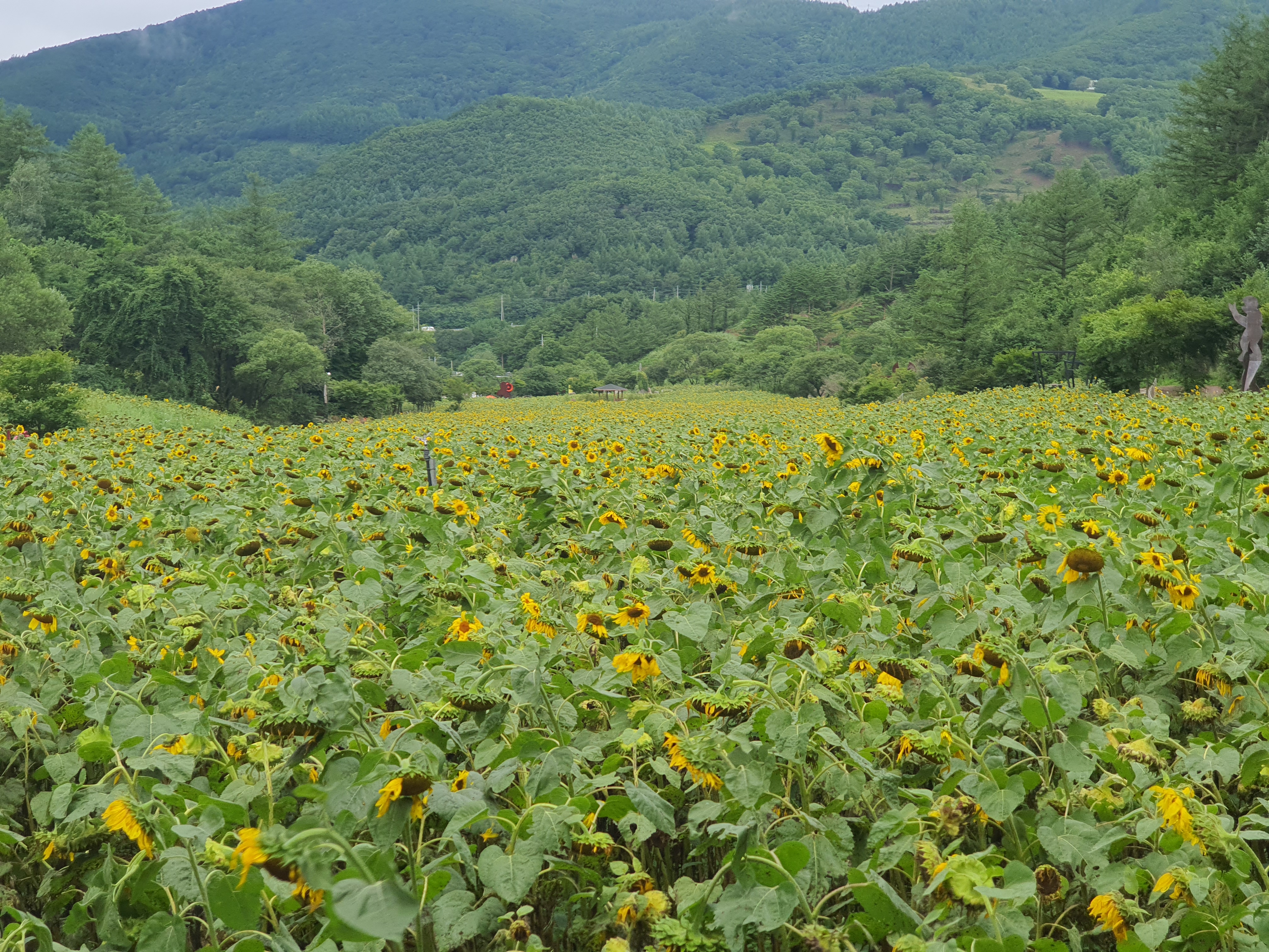 태백 해바라기축제