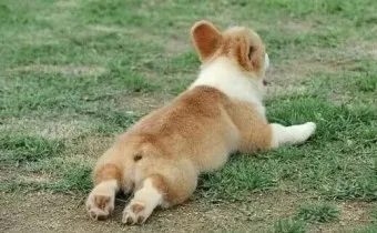 강아지 엉덩이 들이미는 이유 애정표현인지_21