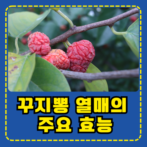 꾸지뽕 열매의 주요 효능