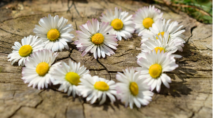 유아기 애착 형성 및 유형과 성인 관계