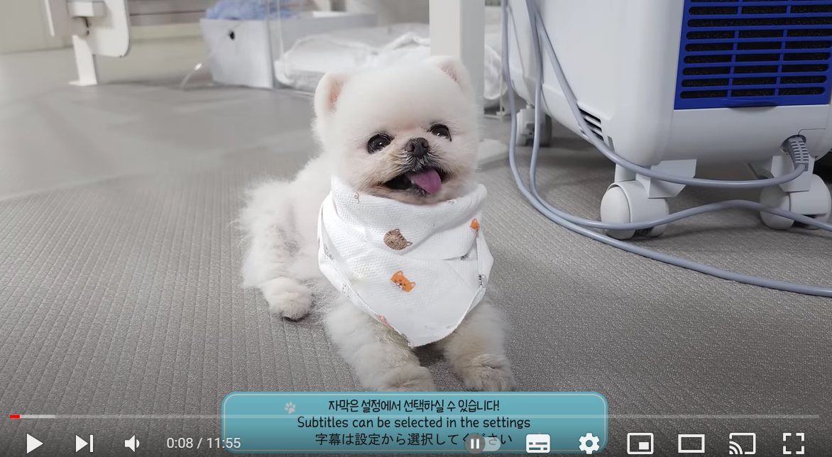 아파서 밥 안 먹겠다던 강아지 어디 갔지?