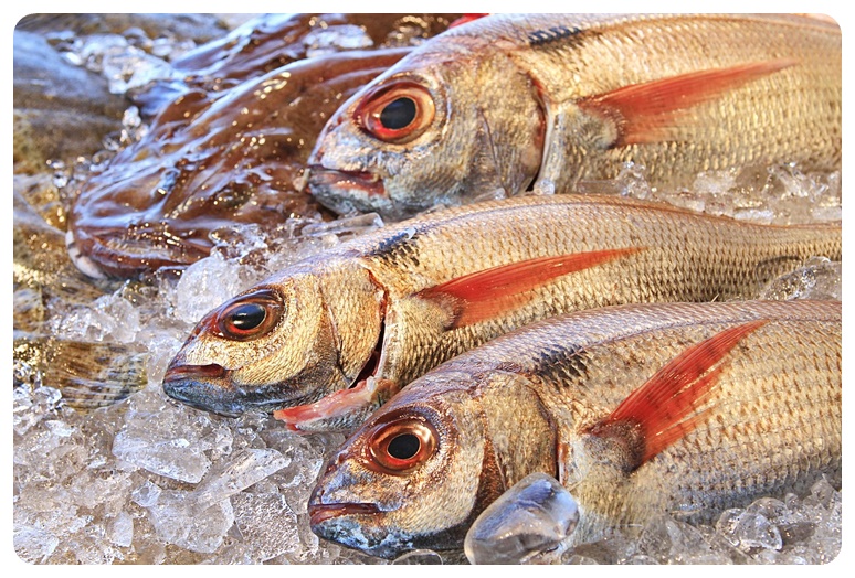 도미 섭취 시기와 방법