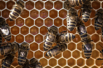 벌집과 꿀벌