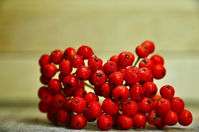 마가목 효능 총정리