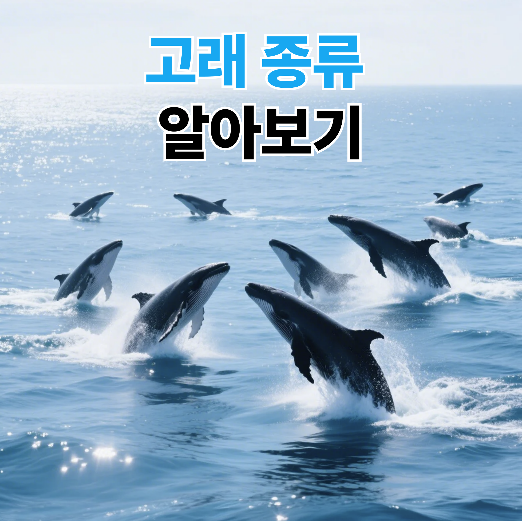 고래 종류 몇 개일까 고래 종류 완벽 해부
