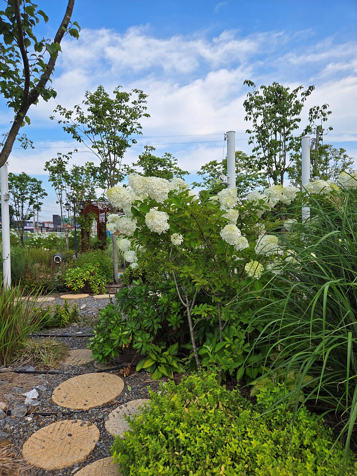 강화도 대형카페 두운리&amp;#44; 초록의 목수국 정원까지 즐기는 강화도 갈만한곳
