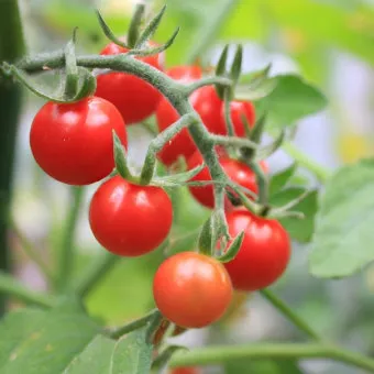 방울토마토 신선하게 보관하는 법 및 보관기간 안내_3