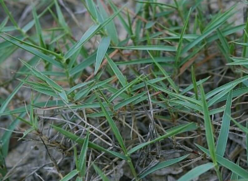 잎이-넓직한-왕잔디