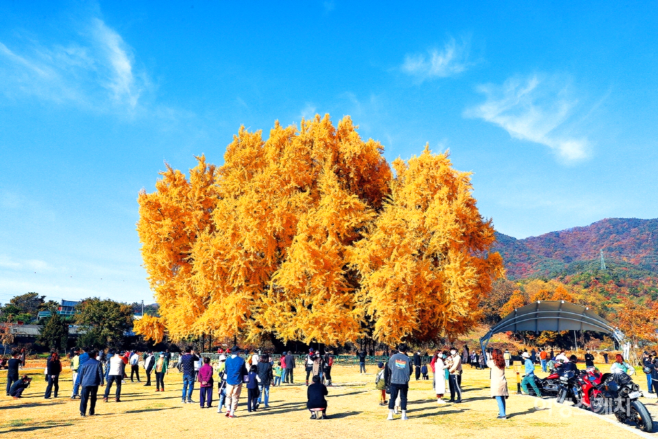 원주 반계리 은행나무