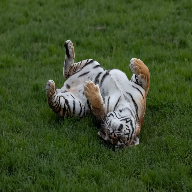 2026 호랑이띠 신년 운세 무료 보기