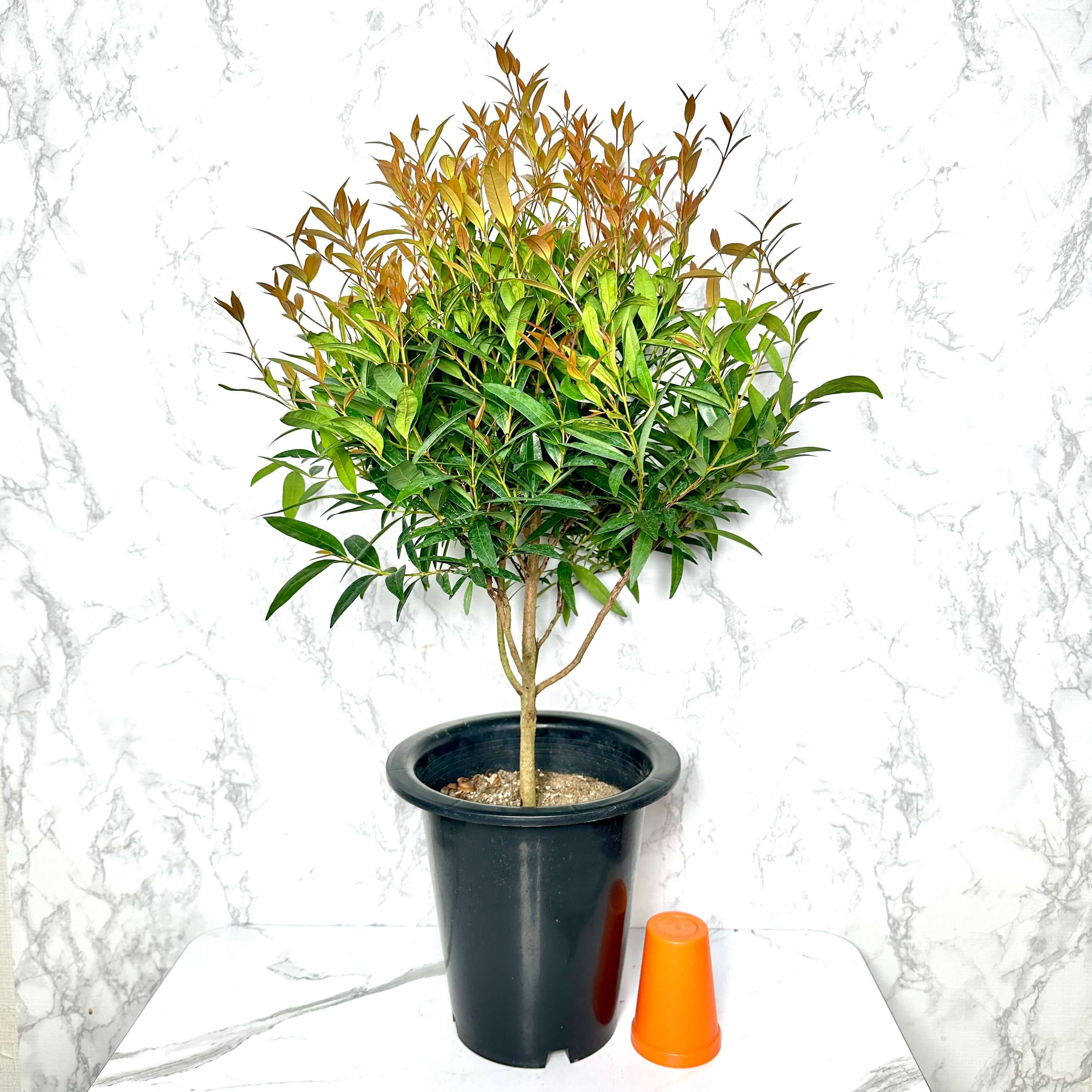 피어리스 키우기