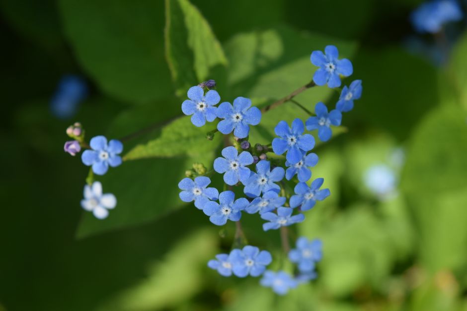 Beautiful close-up of bright blue forget-me-not flowers with green foliage background.
