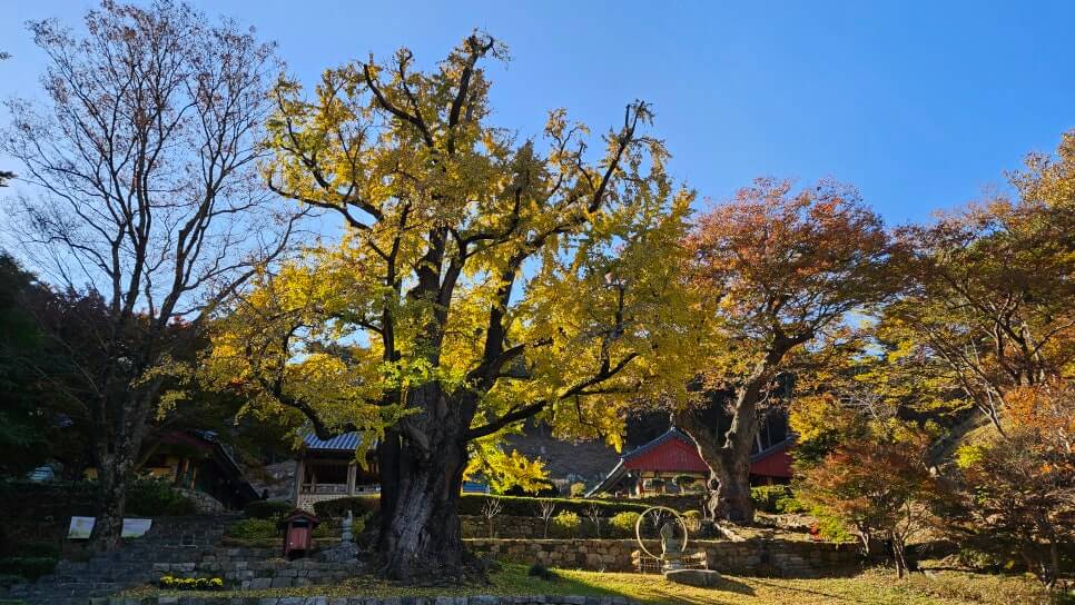 서산 흥주사 : 900년 은행나무의 전설과 백화산의 정취를 품은 고찰
