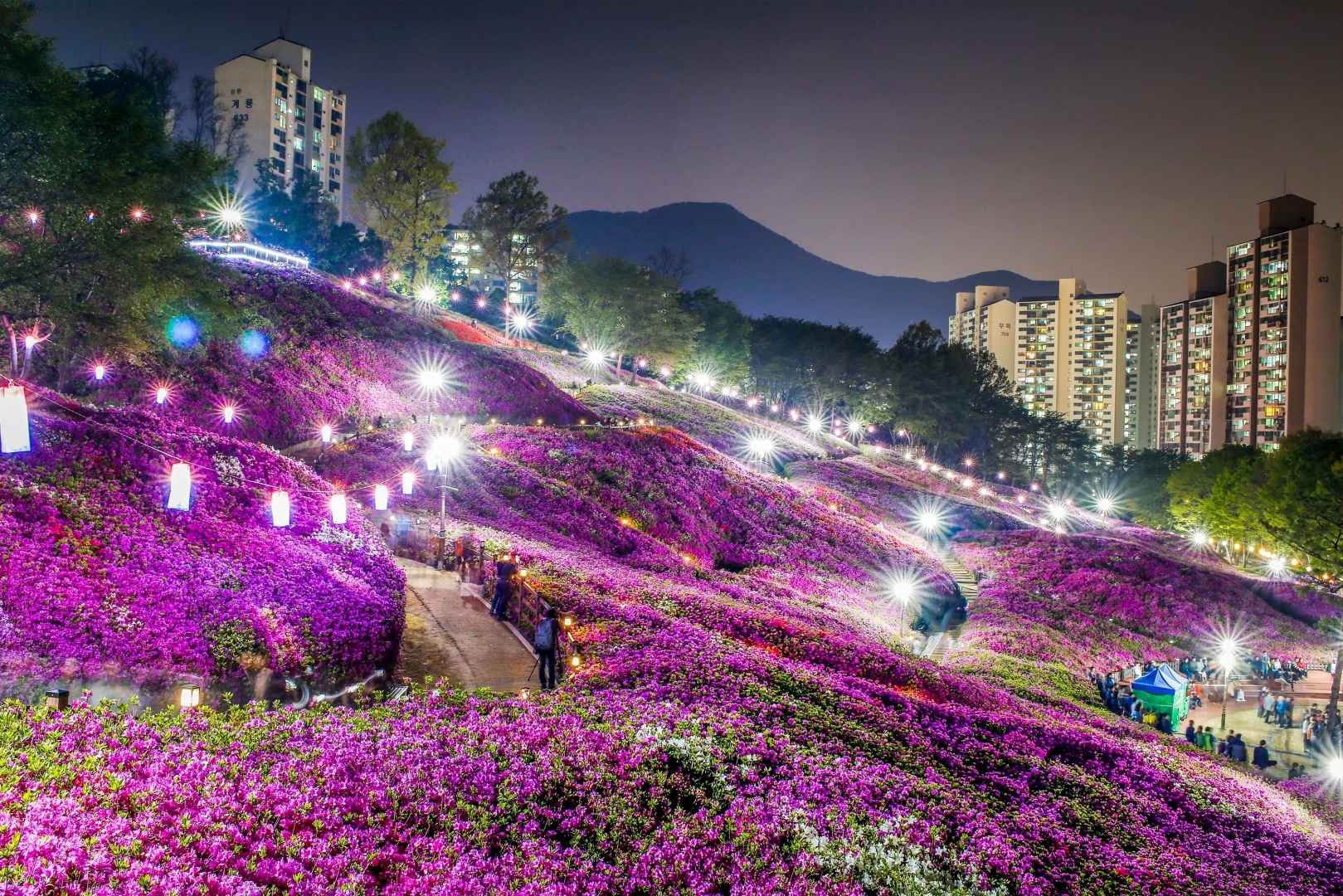 군포 철쭉동산