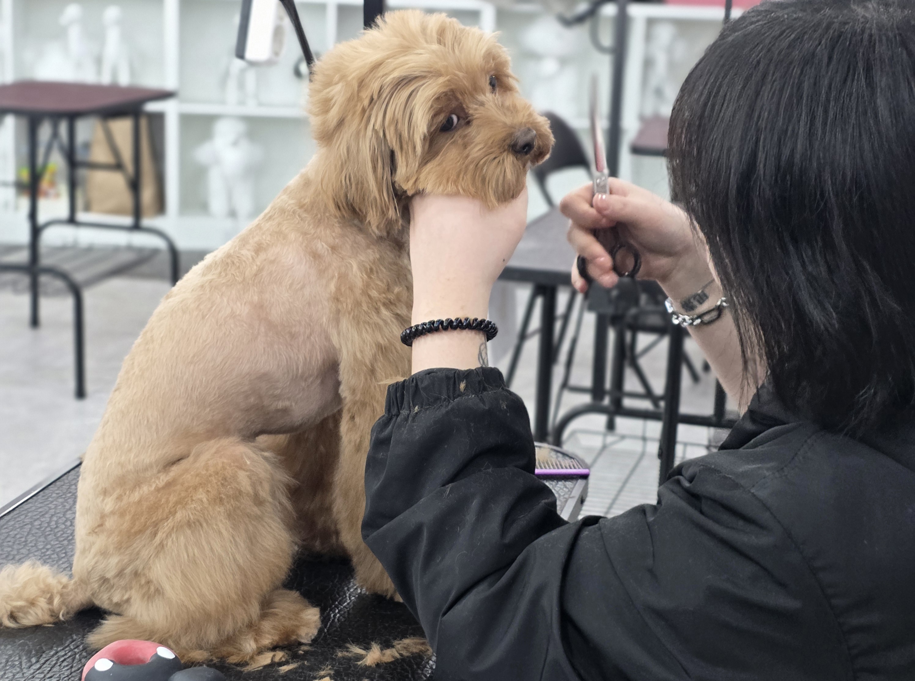 부산강아지미용학원