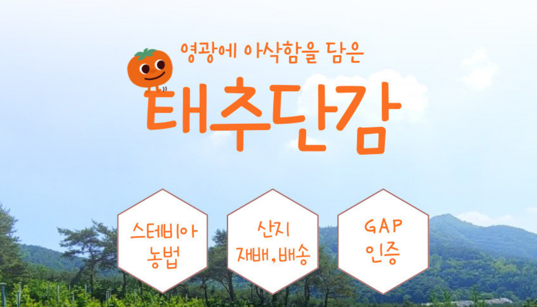 6시 내고향 태추단감 주문 택배 가격 연락처 : 전남 영광 수농원12