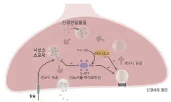 네이토닌 주요 효과 및 성분 정보를 한눈에_29